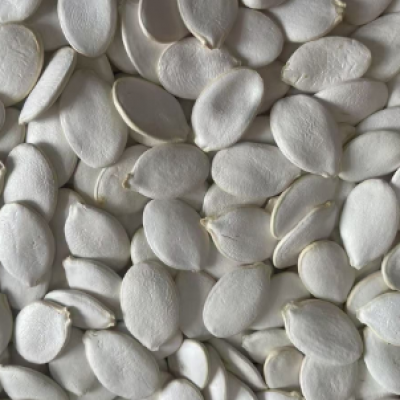 China factory supplies snow white pumpkin seeds 13MM European standard