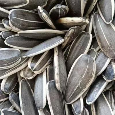 Chinese Hybrid Sunflower Seeds Sun Flower Seed 160-170 Sunflower Seed 170 T6