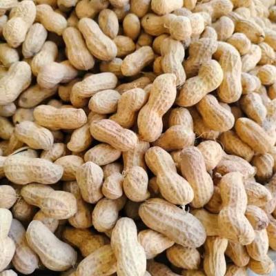 Wholesale Raw Organic Peanuts in Shells Direct from China Factory 25kg Woven Bag